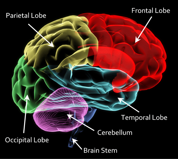 virtual tour of the brain